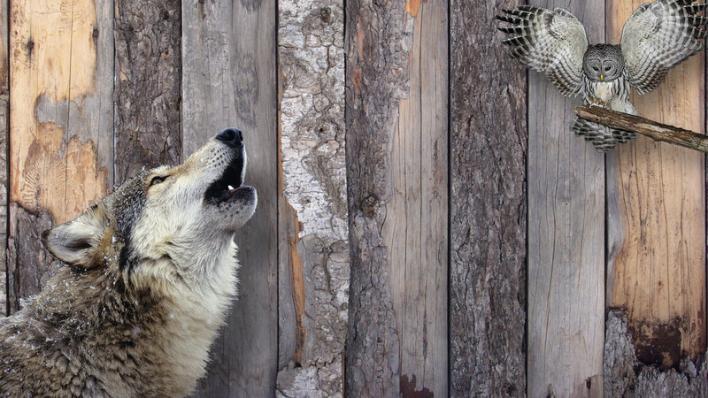 Howling Wolf and Owl