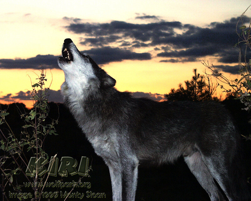Howling Wolf at Dusk