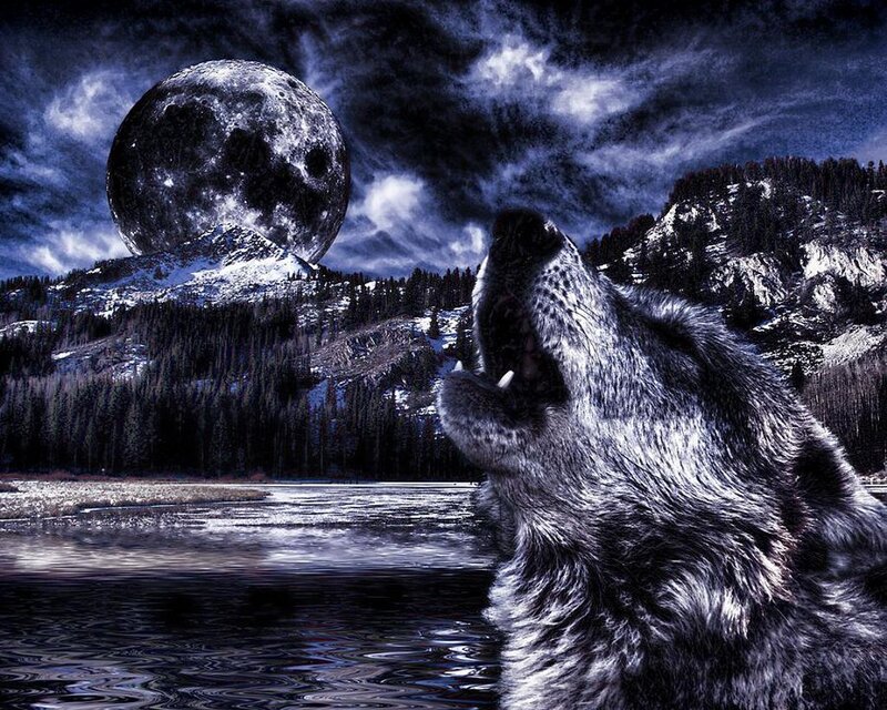 Howling Wolf at Night — Blue, Dramatic