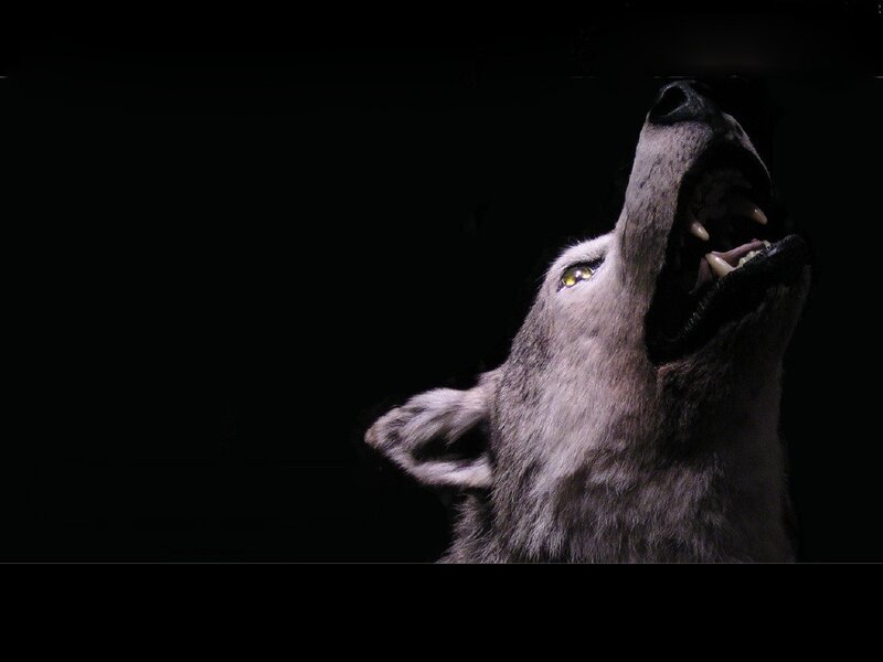 howling wolf at night