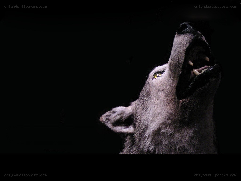 howling wolf at night