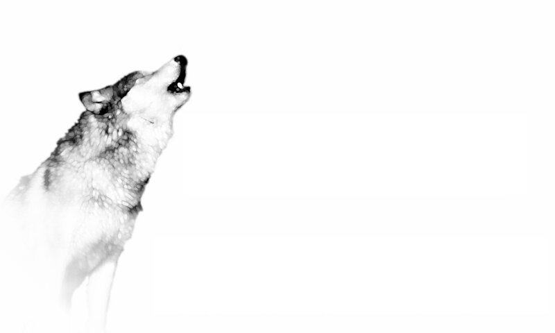 Howling Wolf — Black, Dramatic, Illustration