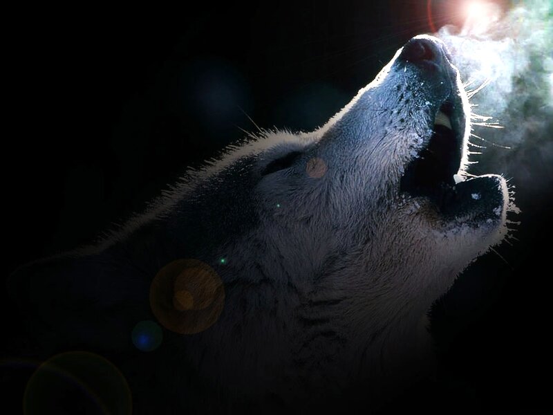 Howling Wolf — Black, Dramatic, Night, Digital Art