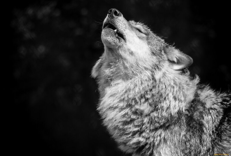 Howling Wolf — Black, Dramatic, Night, Photograph, Dark Background
