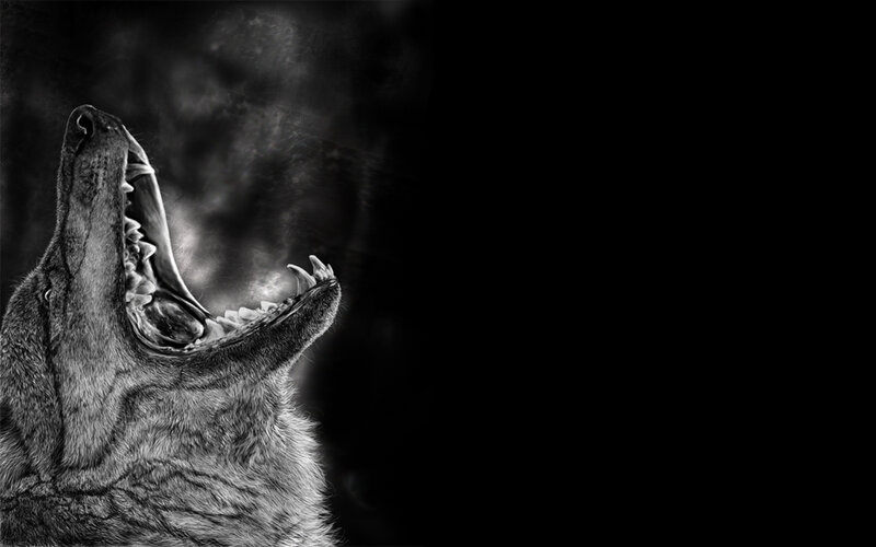 Howling Wolf — Black, Dramatic, Night, Photograph