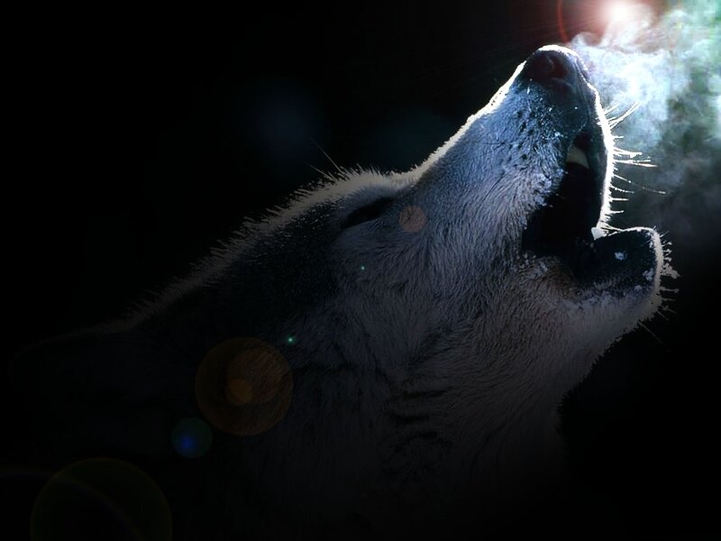 Howling Wolf — Black, Dramatic