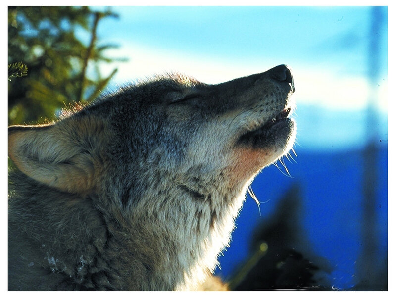 Howling Wolf — Blue, Dramatic, Afternoon, Photograph
