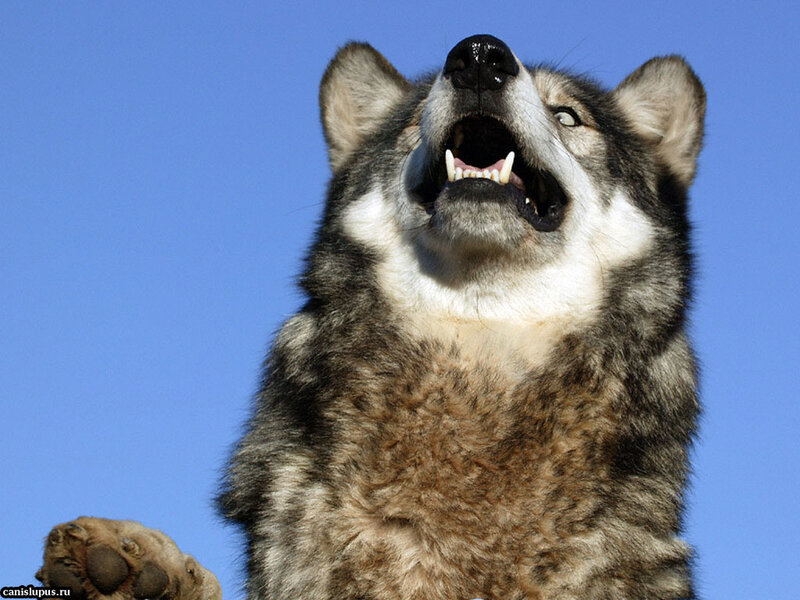 Howling Wolf — Blue, Dramatic, Afternoon