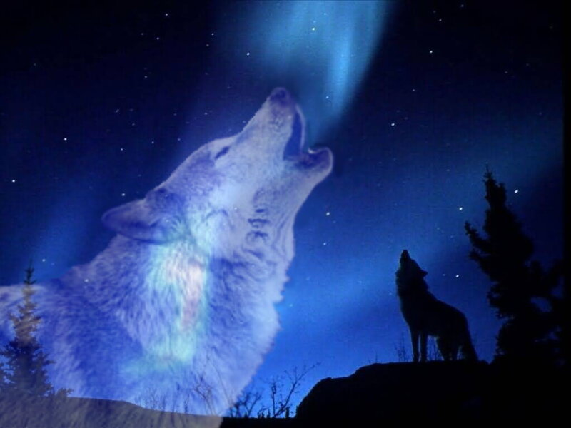 Howling Wolf — Blue, Dramatic, Night, Digital Art, Aurora Borealis