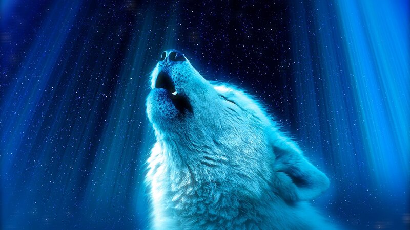Howling Wolf — Blue, Dramatic, Night, Digital Art, Stars, Light Rays
