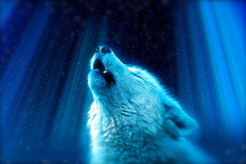 Howling Wolf — Blue, Dramatic, Night, Digital Art, Stars