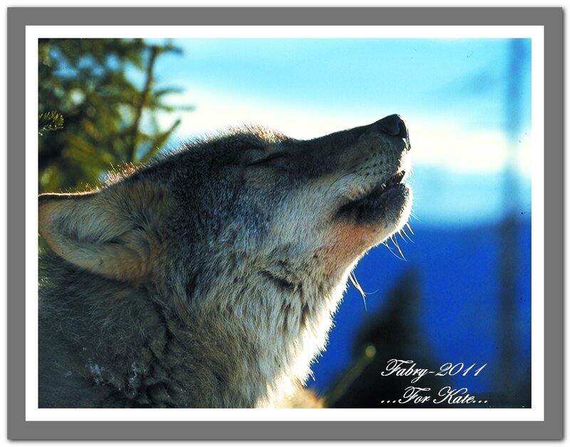 Howling Wolf — Blue, Serene