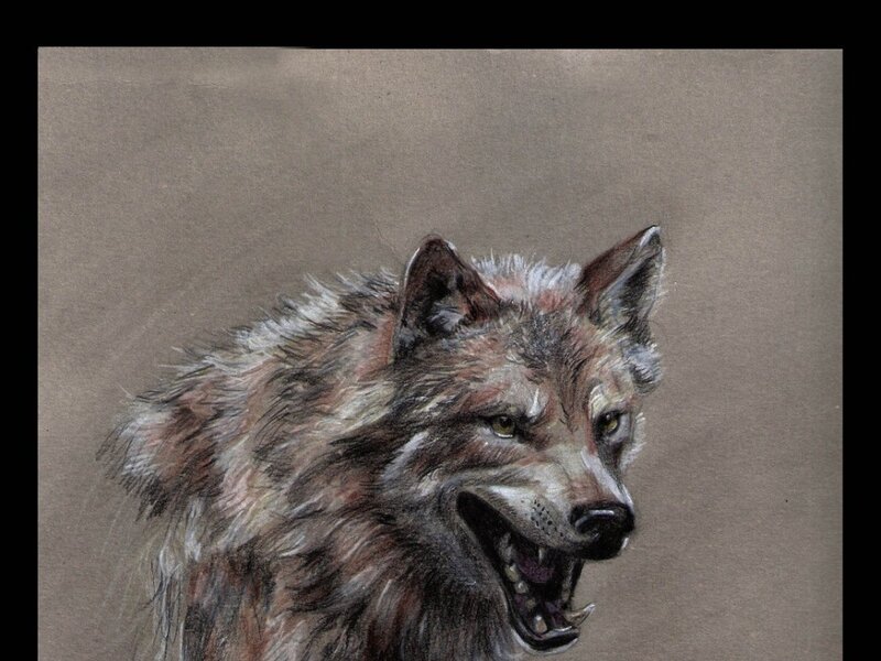 Howling Wolf — Brown, Aggressive