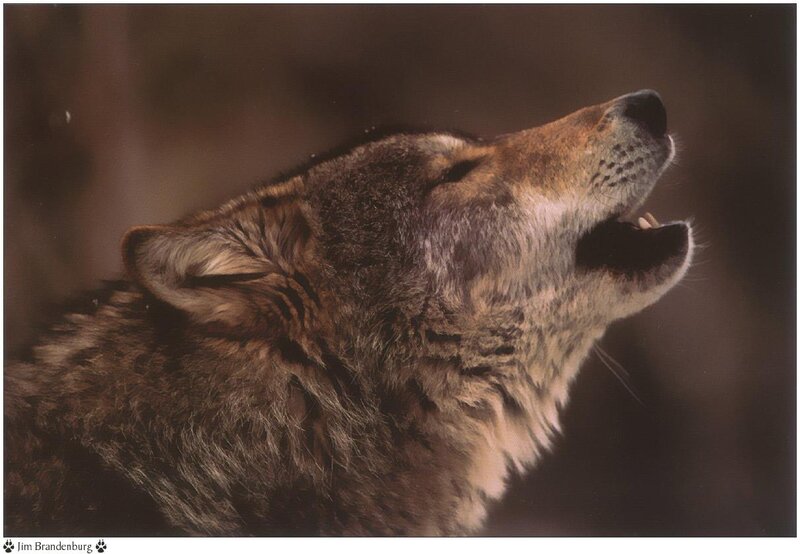 Howling Wolf — Brown, Dramatic, Night