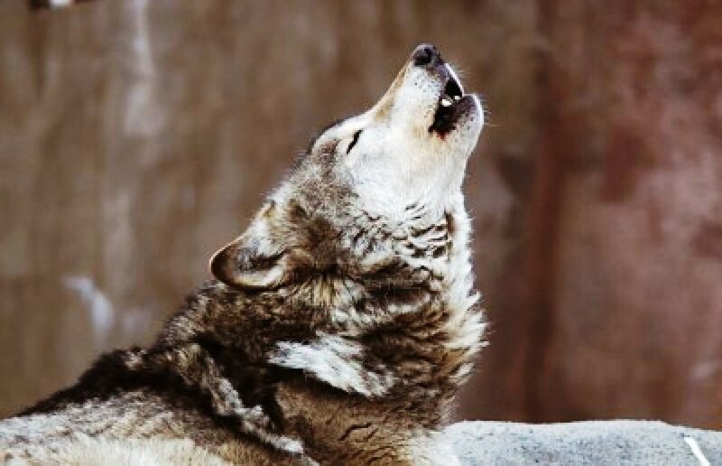 Howling Wolf — Brown, Dramatic, Photograph