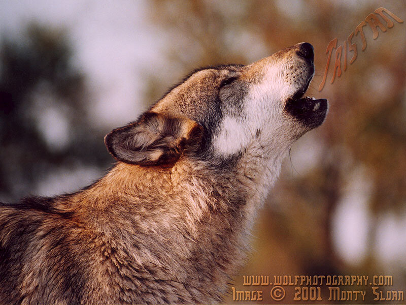 Howling Wolf — Brown, Dramatic