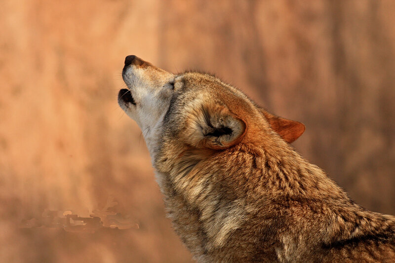 Howling Wolf — Brown