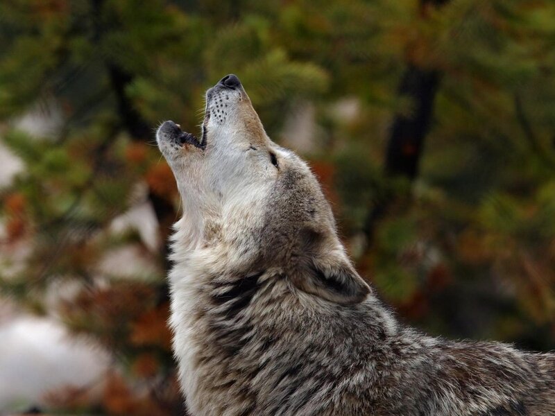Howling Wolf — Gray, Dramatic, Autumn, Photograph, Forest