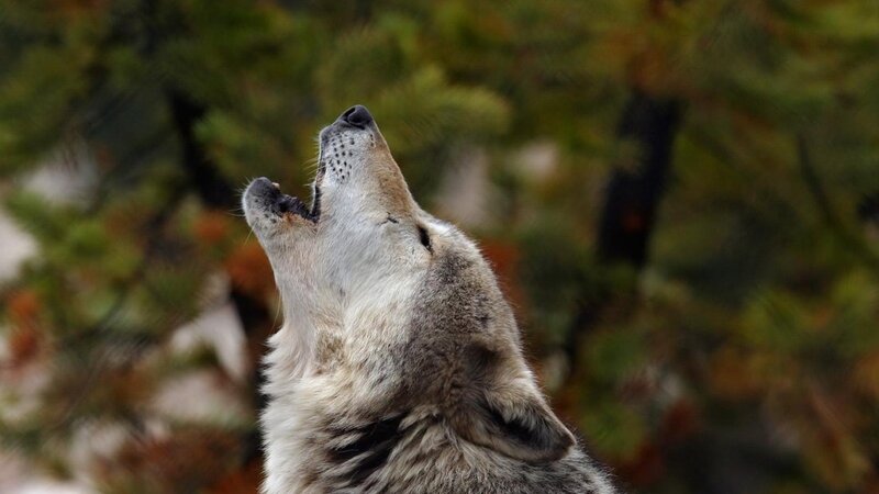 Howling Wolf — Gray, Dramatic, Autumn, Photograph