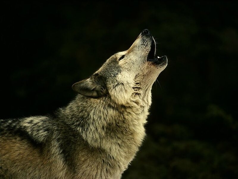 Howling Wolf — Gray, Dramatic, Night, Photograph, Open Mouth
