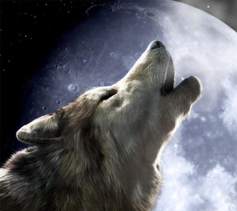 Howling Wolf — Gray, Dramatic, Night