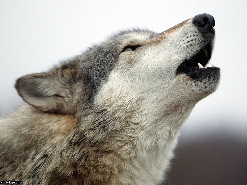 Howling Wolf — Gray, Dramatic, Photograph, Sky
