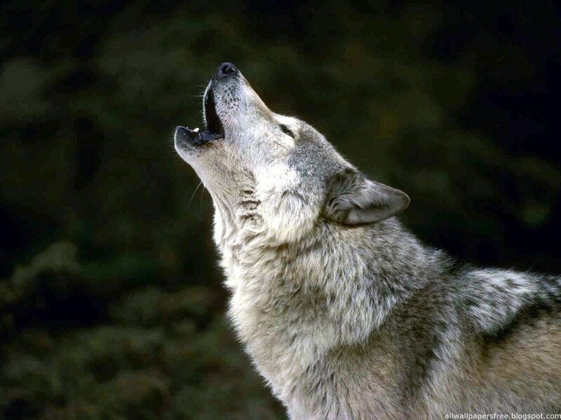 Howling Wolf — Gray, Dramatic, Photograph