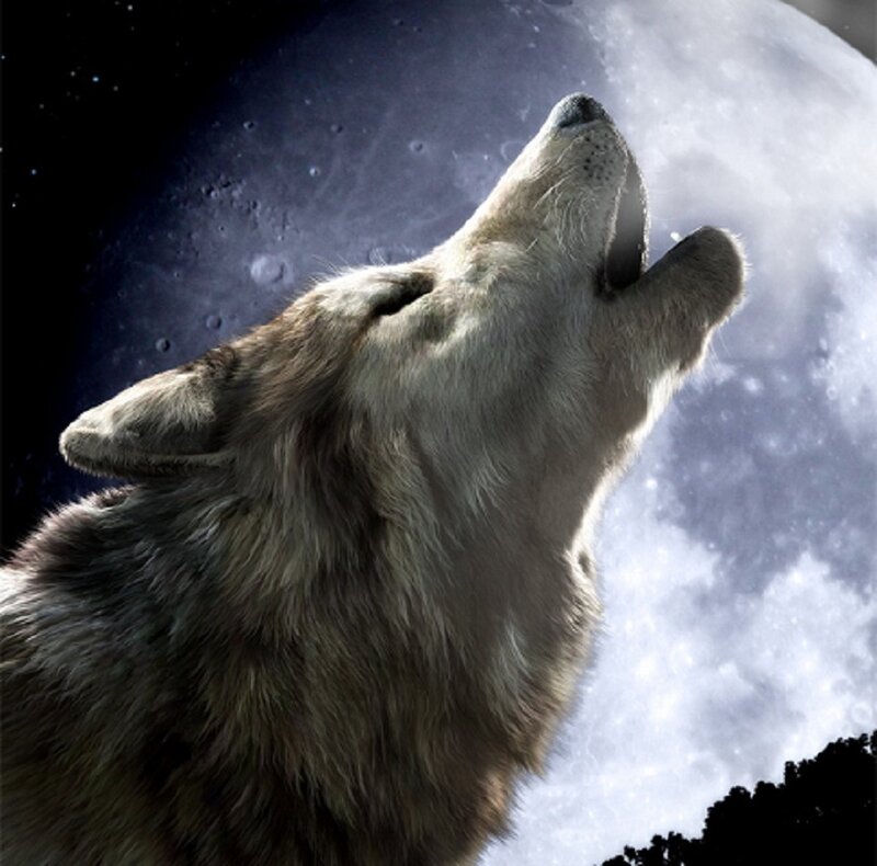 Howling Wolf — Gray, Dramatic