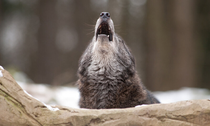 Howling Wolf — Gray, Dramatic, Winter, Photograph, Snow