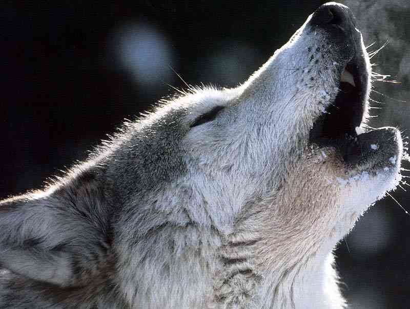 Howling Wolf — Gray, Dramatic, Winter, Photograph, Snow, White