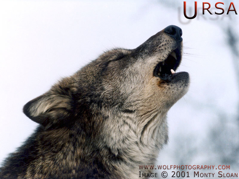 Howling Wolf — Gray, Dramatic, Winter
