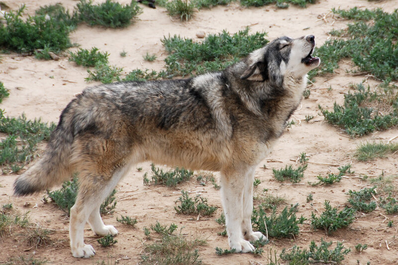 Howling Wolf — Gray, Natural, Afternoon