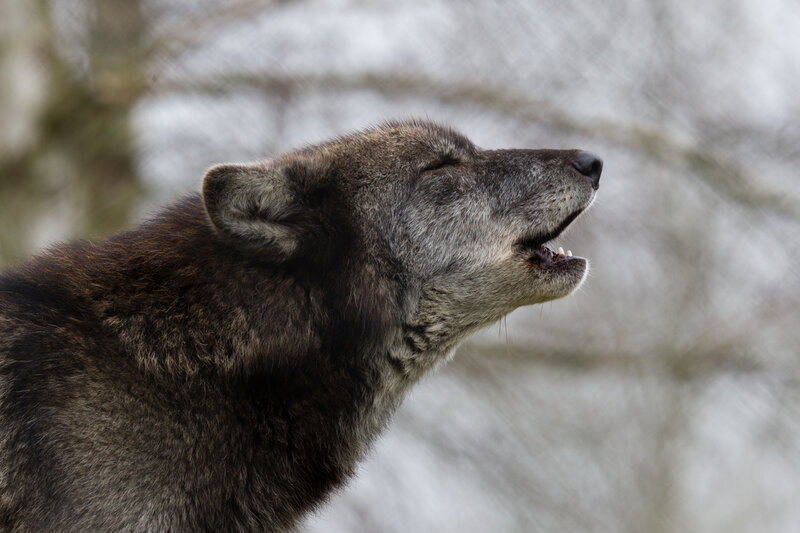 Howling Wolf — Gray, Natural, Photograph