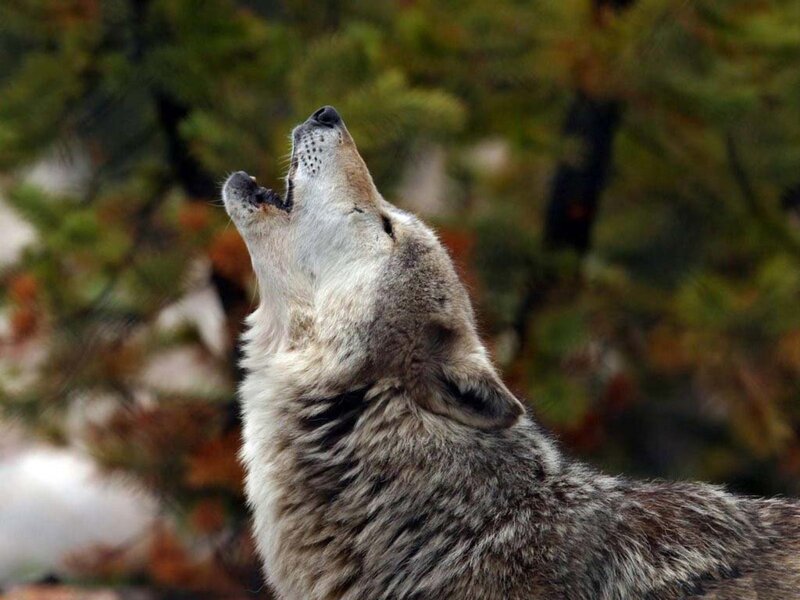 Howling Wolf — Gray, Natural