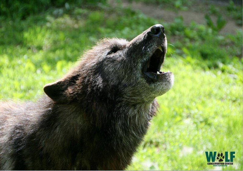 Howling Wolf — Green