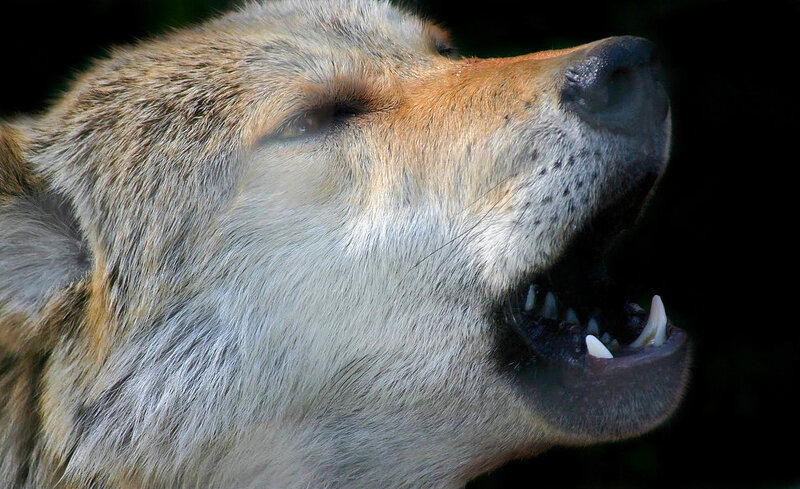 Howling Wolf Head — Gray