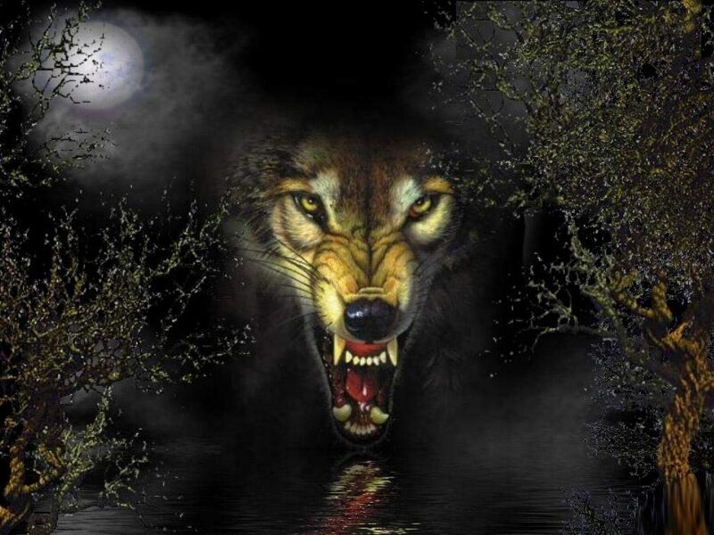 Howling Wolf in Forest — Black, Dark, Night