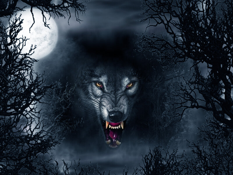 Howling Wolf in Forest — Black, Dark