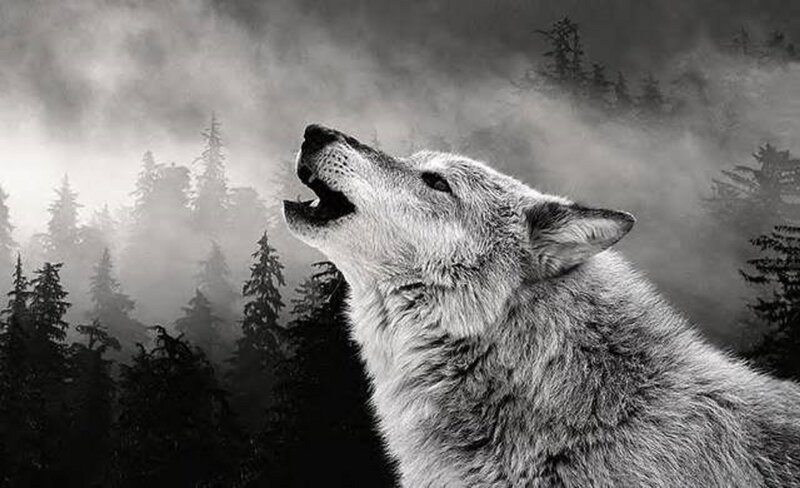 Howling Wolf in Forest — Black, Dramatic, Night
