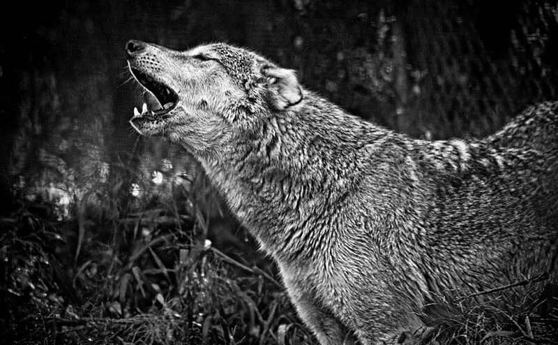 Howling Wolf in Forest — Black, Dramatic