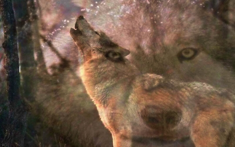 Howling Wolf in Forest — Brown, Dramatic, Night