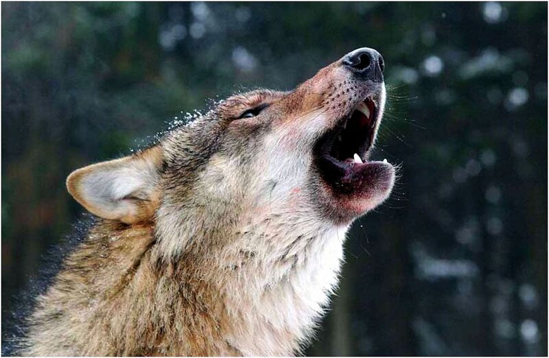 Howling Wolf in Forest — Brown, Dramatic, Winter