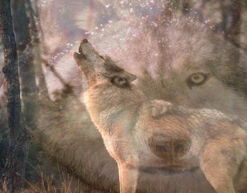 Howling Wolf in Forest — Gray, Dramatic, Winter