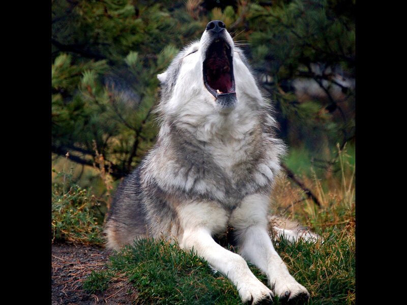 Howling Wolf in Grass