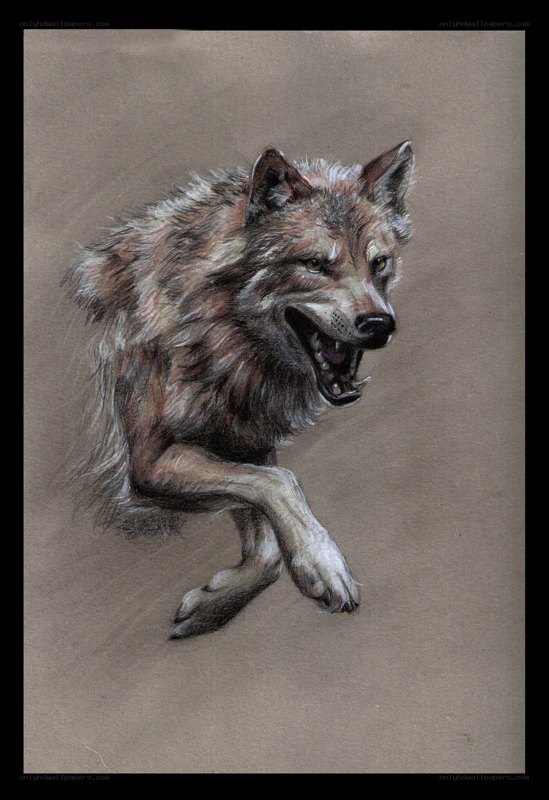 howling wolf in motion