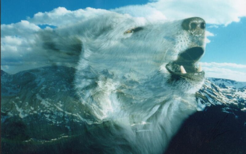 Howling Wolf in Mountains — Blue