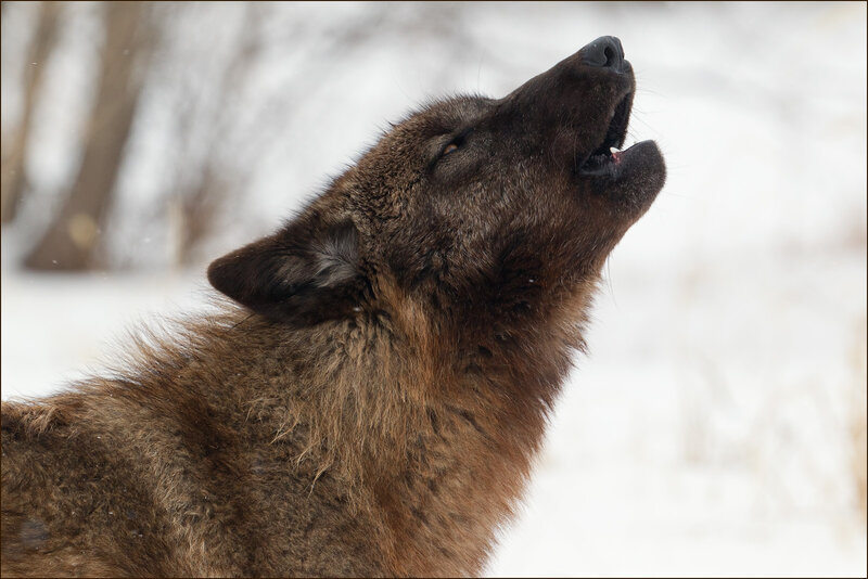 Howling Wolf in Snow — Brown