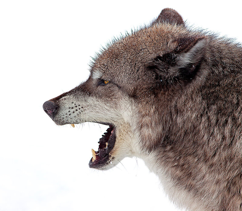 Howling Wolf in Snow — Gray, Aggressive