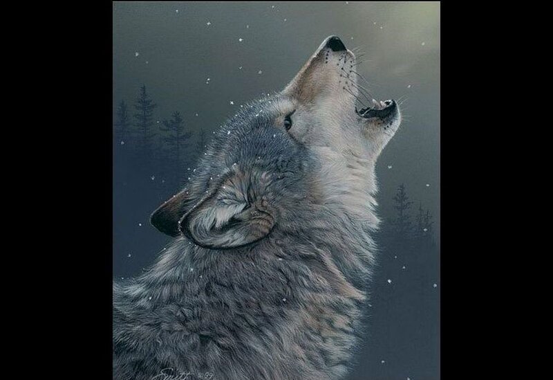 Howling Wolf in Snow — Gray, Dramatic