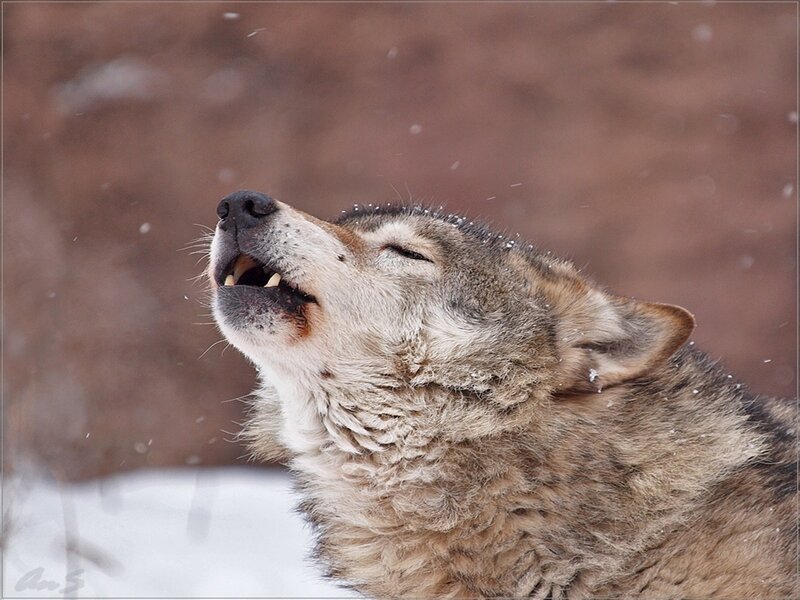 Howling Wolf in Snow — Gray, Dramatic, Winter